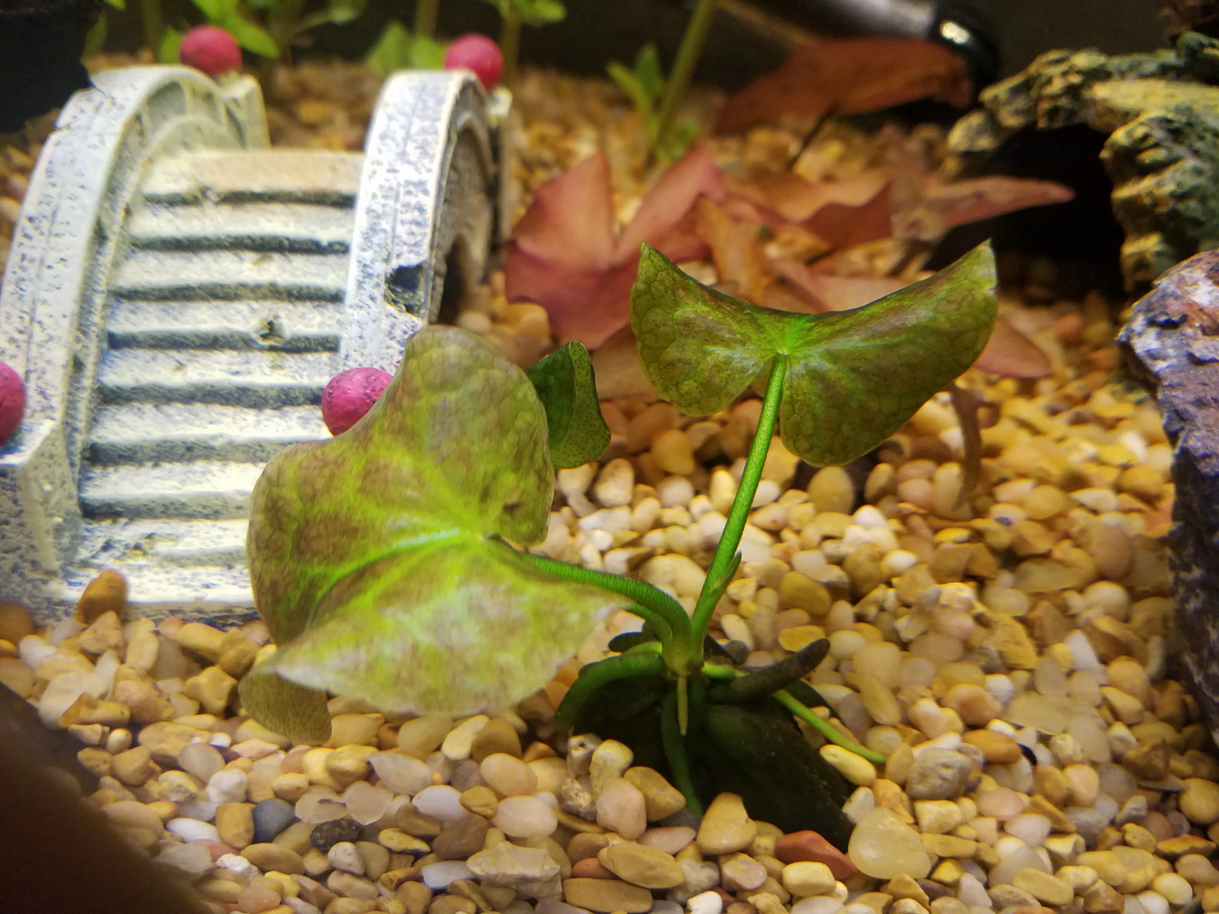 Banana Plant Aquarium CoOp